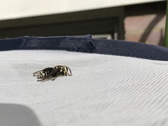 Dolichovespula maculata