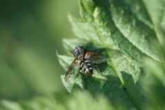 Periscepsia spathulata