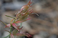Ipomopsis thurberi