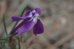 Ipomopsis thurberi