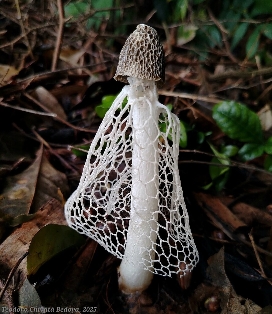 Phallus indusiatus · July 2025 · photo: © teodoro_chivatabedoya (iNaturalist, cc-by)