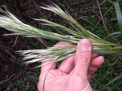 Andropogon glomeratus