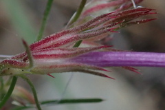 Ipomopsis thurberi