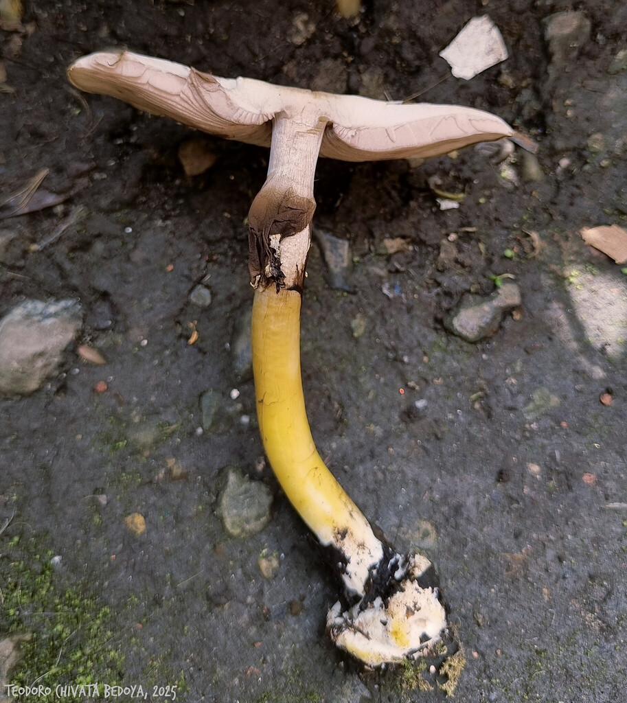 Agaricus endoxanthus