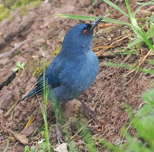 Bluish Flowerpiercer (Diglossa caerulescens), photo 4