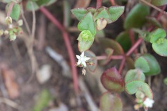Crassula pellucida marginalis