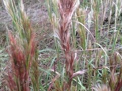 Andropogon glomeratus