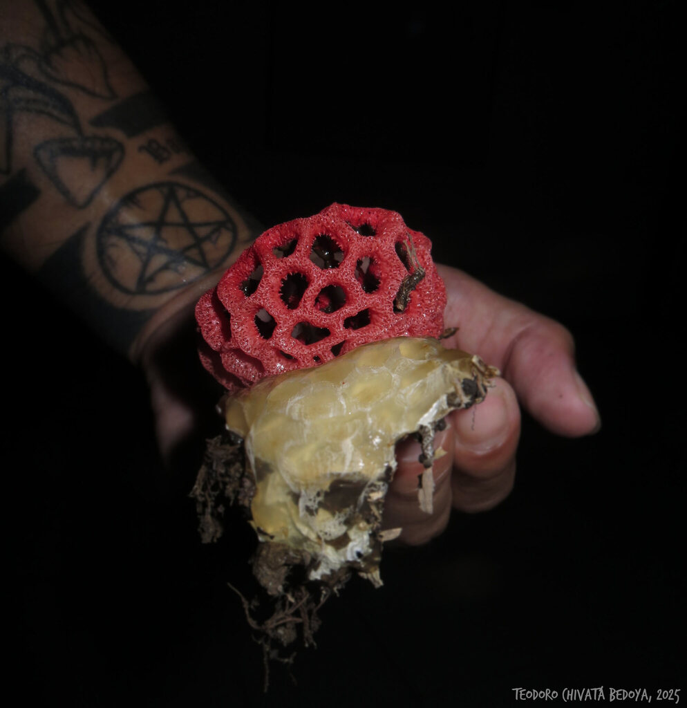 Clathrus cristatus · July 2025 · photo: © teodoro_chivatabedoya (iNaturalist, cc-by)
