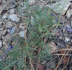 Ipomopsis thurberi