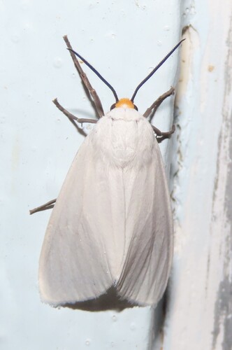 Pygarctia flavidorsalis photo 2