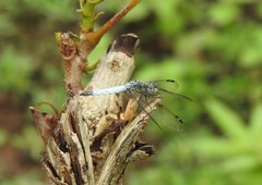 Palpopleura deceptor