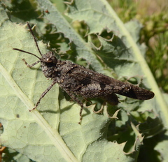 Trilophidia conturbata
