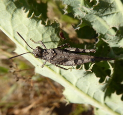 Trilophidia conturbata