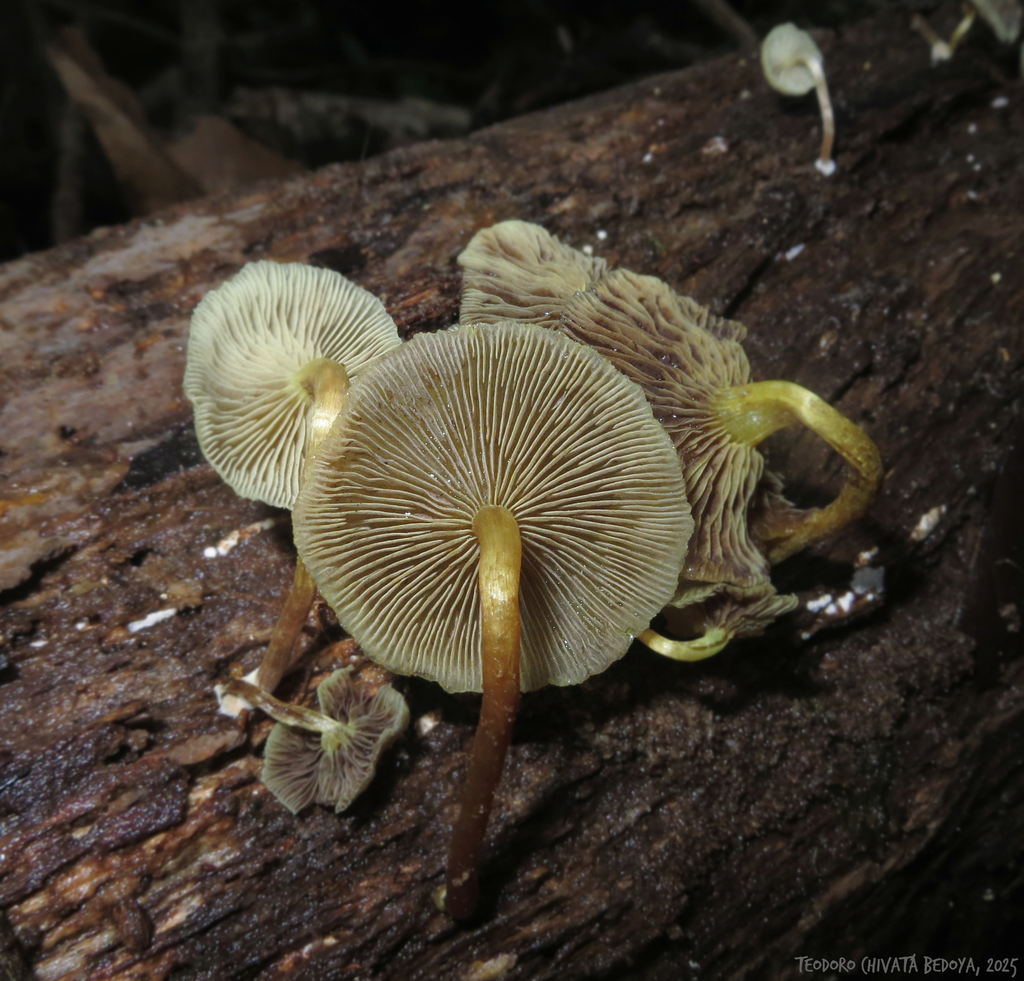Hypholoma subviride · May 2025 · photo: © teodoro_chivatabedoya (iNaturalist, cc-by)