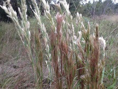 Andropogon glomeratus