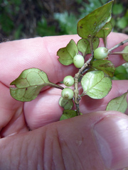 Coprosma spathulata spathulata