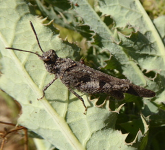 Trilophidia conturbata