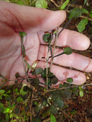 Coprosma spathulata spathulata
