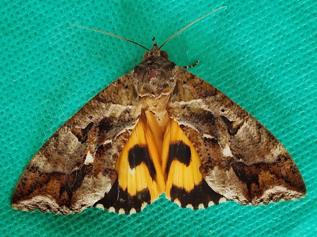 Common Fruit-piercing Moth