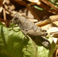 Eremidium denticercus