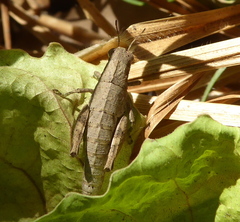 Eremidium denticercus