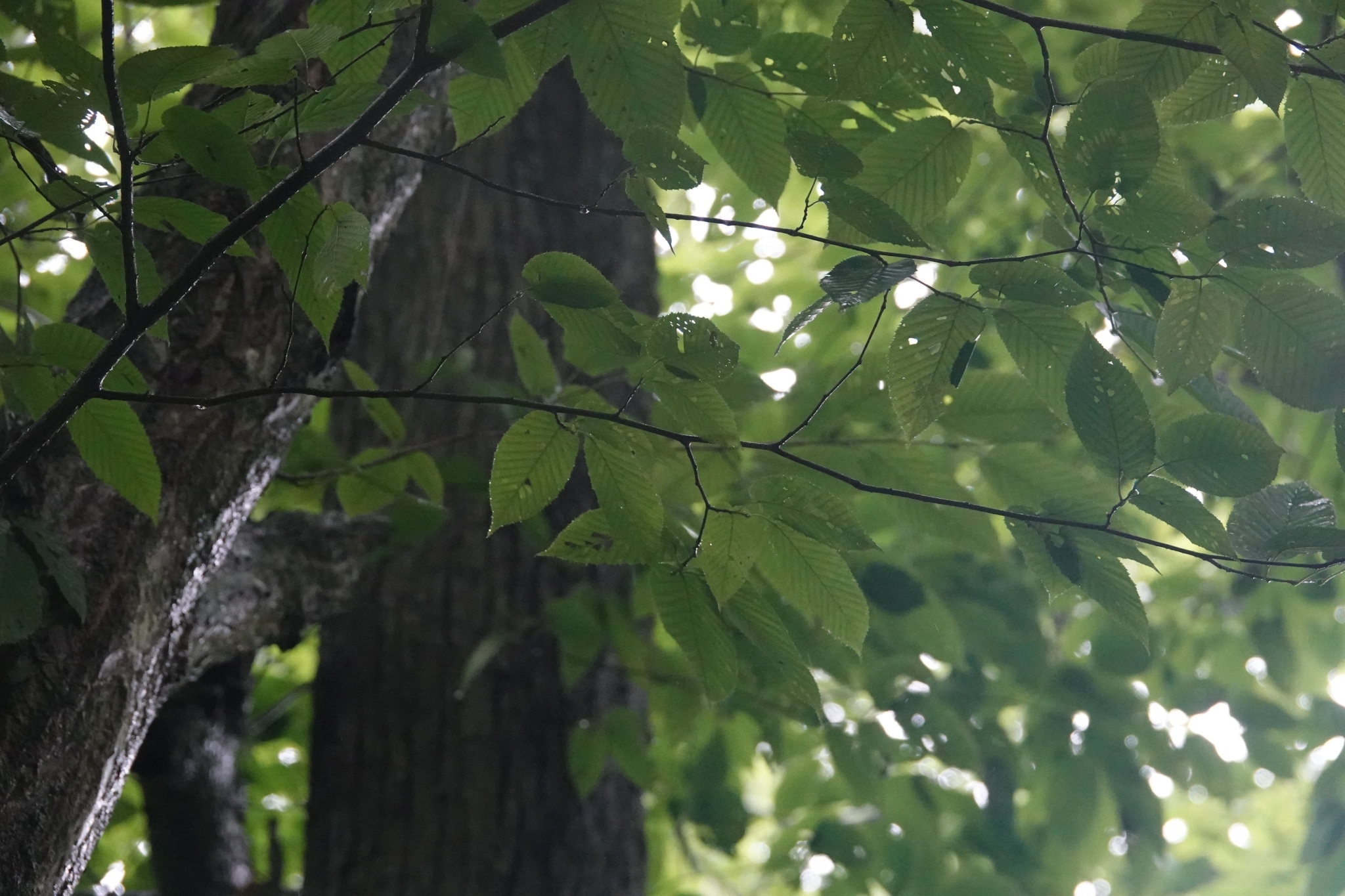 Sawa Hornbeam (Carpinus cordata)
