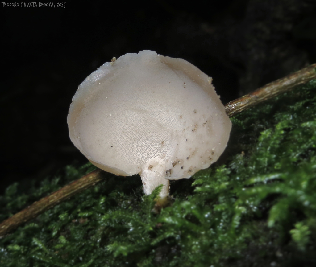 Pseudohydnum gelatinosum · May 2025 · photo: © teodoro_chivatabedoya (iNaturalist, cc-by)