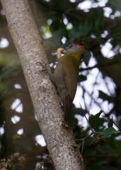 Chloropicus griseocephalus