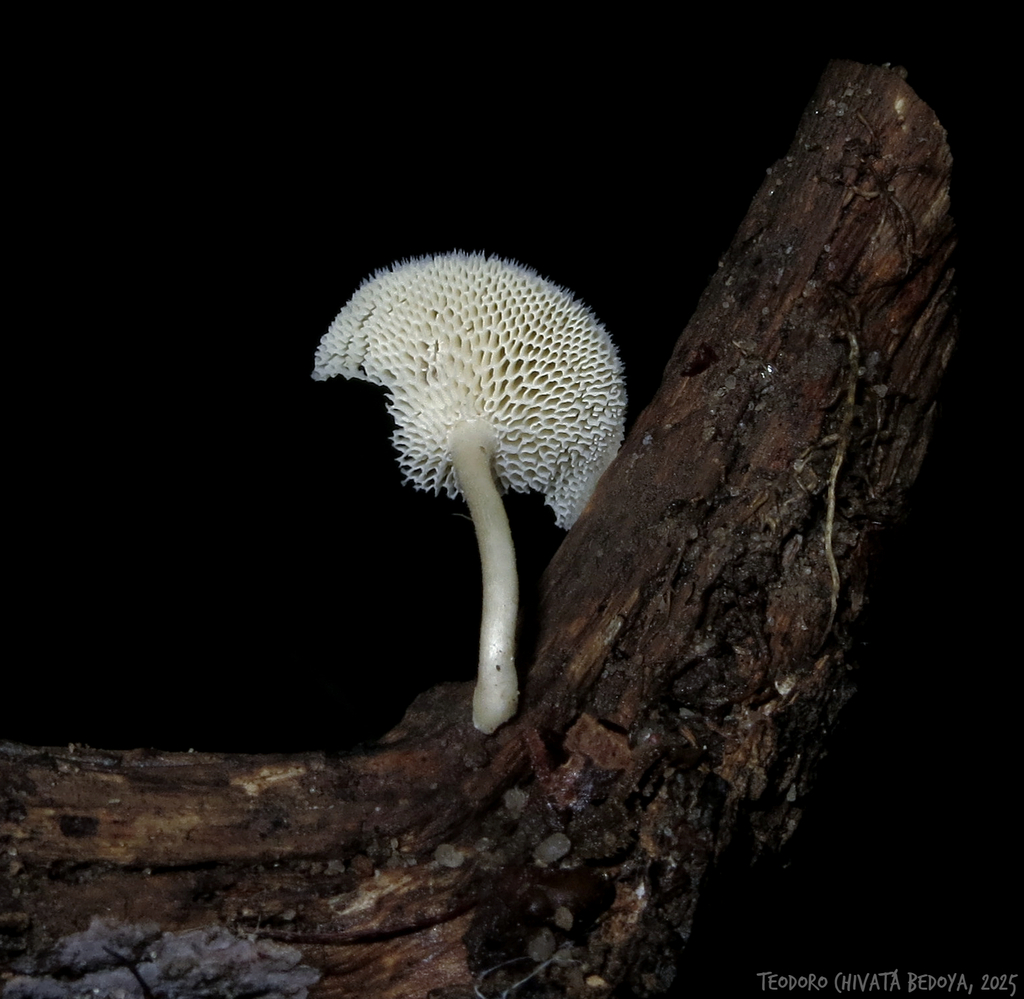 Lentinus flexipes · May 2025 · photo: © teodoro_chivatabedoya (iNaturalist, cc-by)