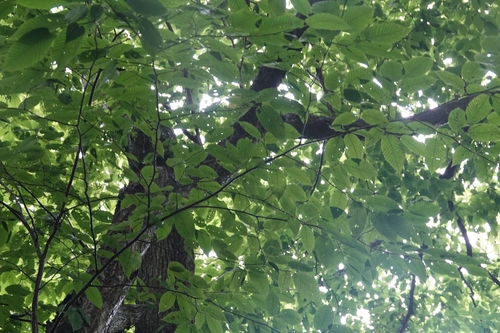 Carpinus cordata, photograph 2