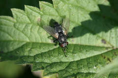 Voria ruralis