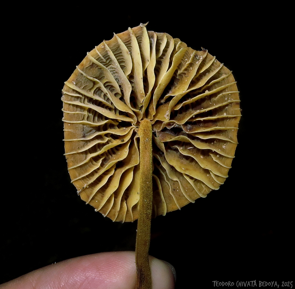 Heimiomyces tenuipes · May 2025 · photo: © teodoro_chivatabedoya (iNaturalist, cc-by)