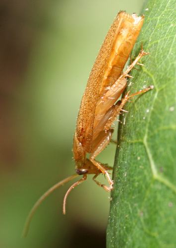 Tawny Cockroach photo 3