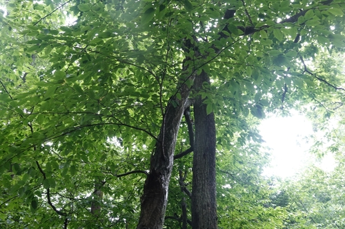 Carpinus cordata, photograph 3