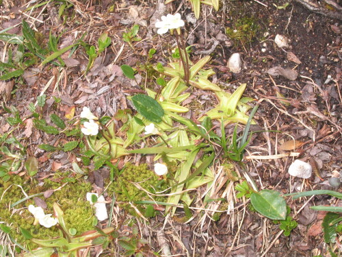 Pinguicula alpina