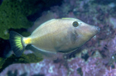 Meuschenia flavolineata