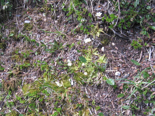 Pinguicula alpina