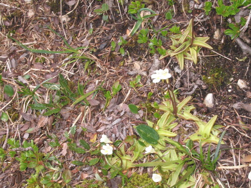 Pinguicula alpina