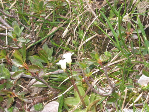 Pinguicula alpina