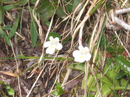 Pinguicula alpina