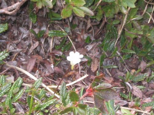 Pinguicula alpina