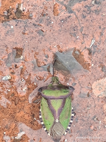 Pentatoma metallifera