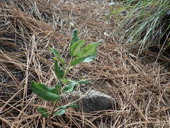 Asclepias hypoleuca