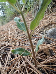 Asclepias hypoleuca