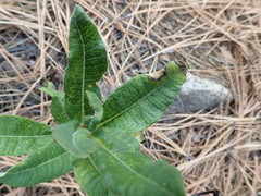 Asclepias hypoleuca