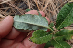 Asclepias hypoleuca