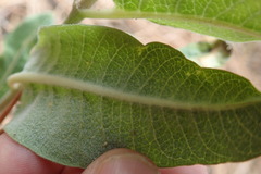 Asclepias hypoleuca