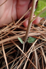 Asclepias hypoleuca