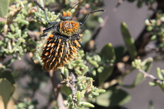 Julodis