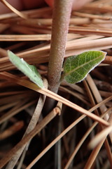 Asclepias hypoleuca